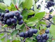 Aronia